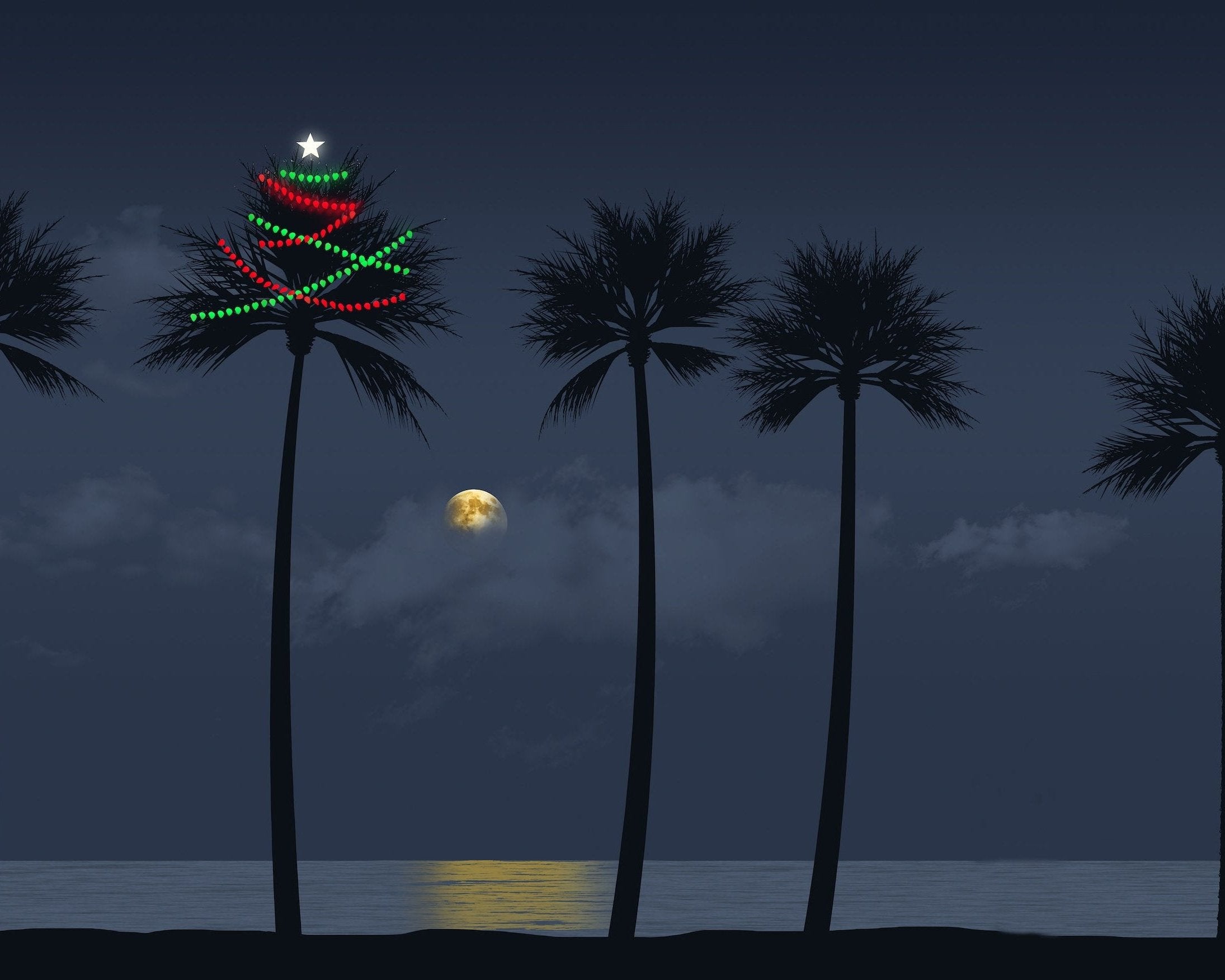 Nightime Florida Beach with Palm Tree and Christmas Lights