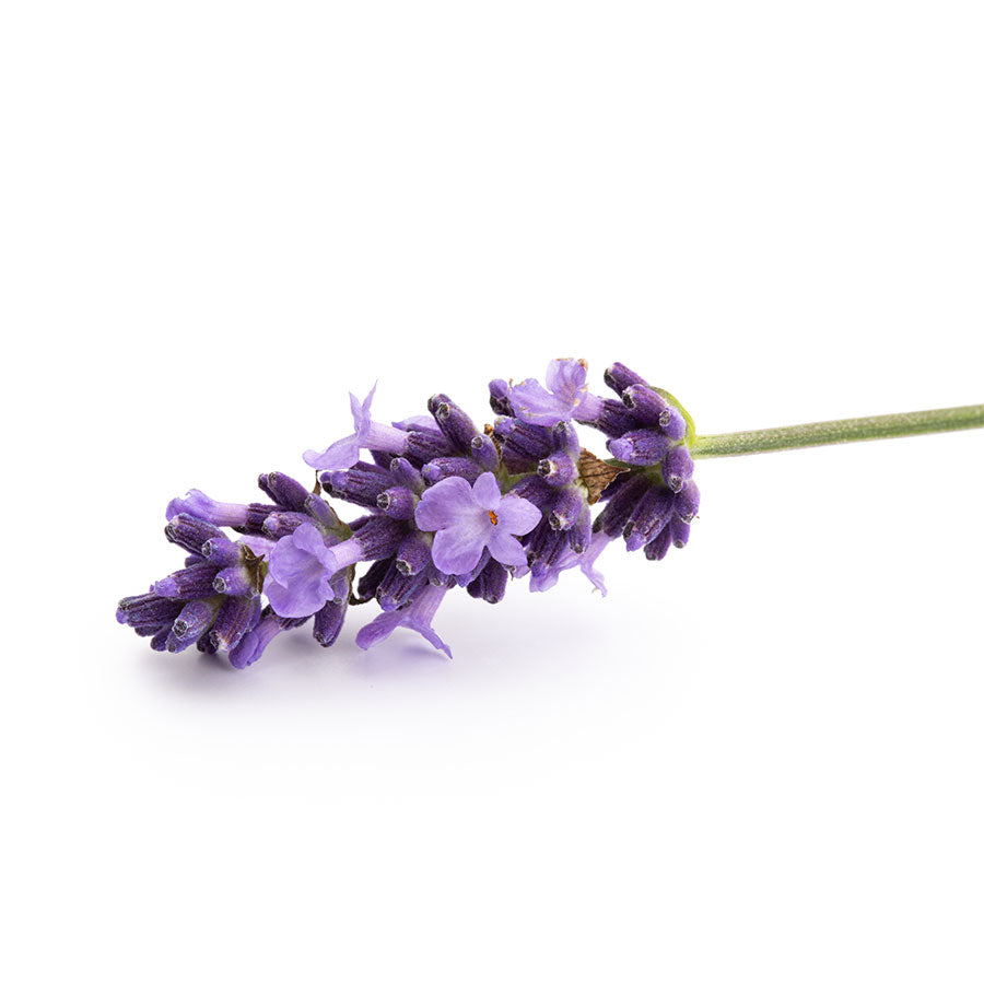Fragrance No. 3 Lavender Stalk on White Background | Hamilton Chandlery
