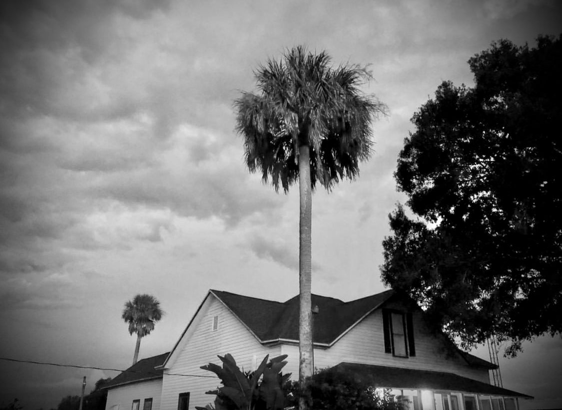 Hamilton Family Farm House with Oaks and Palm Trees, Circa 1903, DeSoto County, Florida - Hamilton Chandlery