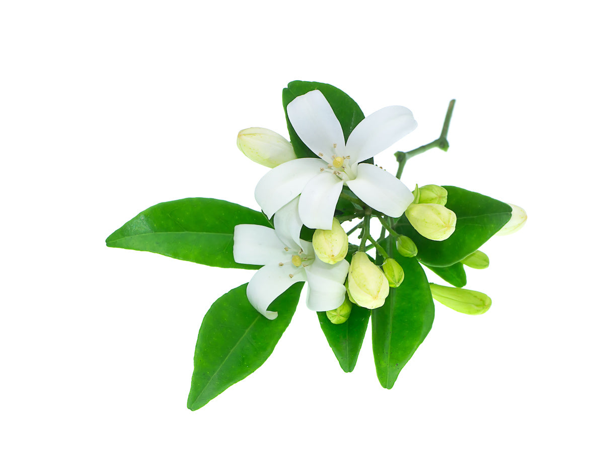 Fragrance No. 7 Jasmine Flower in White Background
