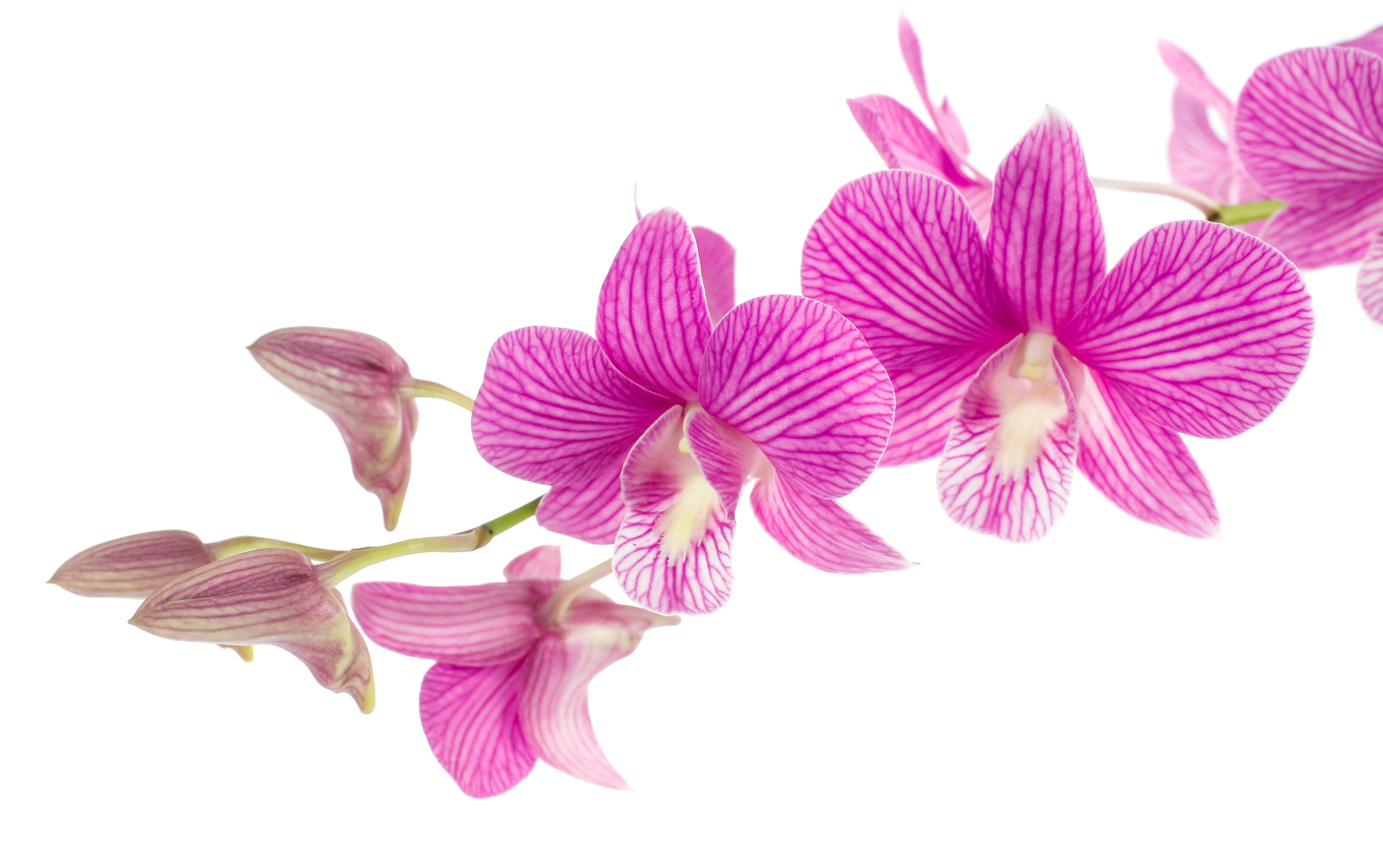 Fragrance No. 23 Pink Orchids on White Background | Hamilton Chandlery