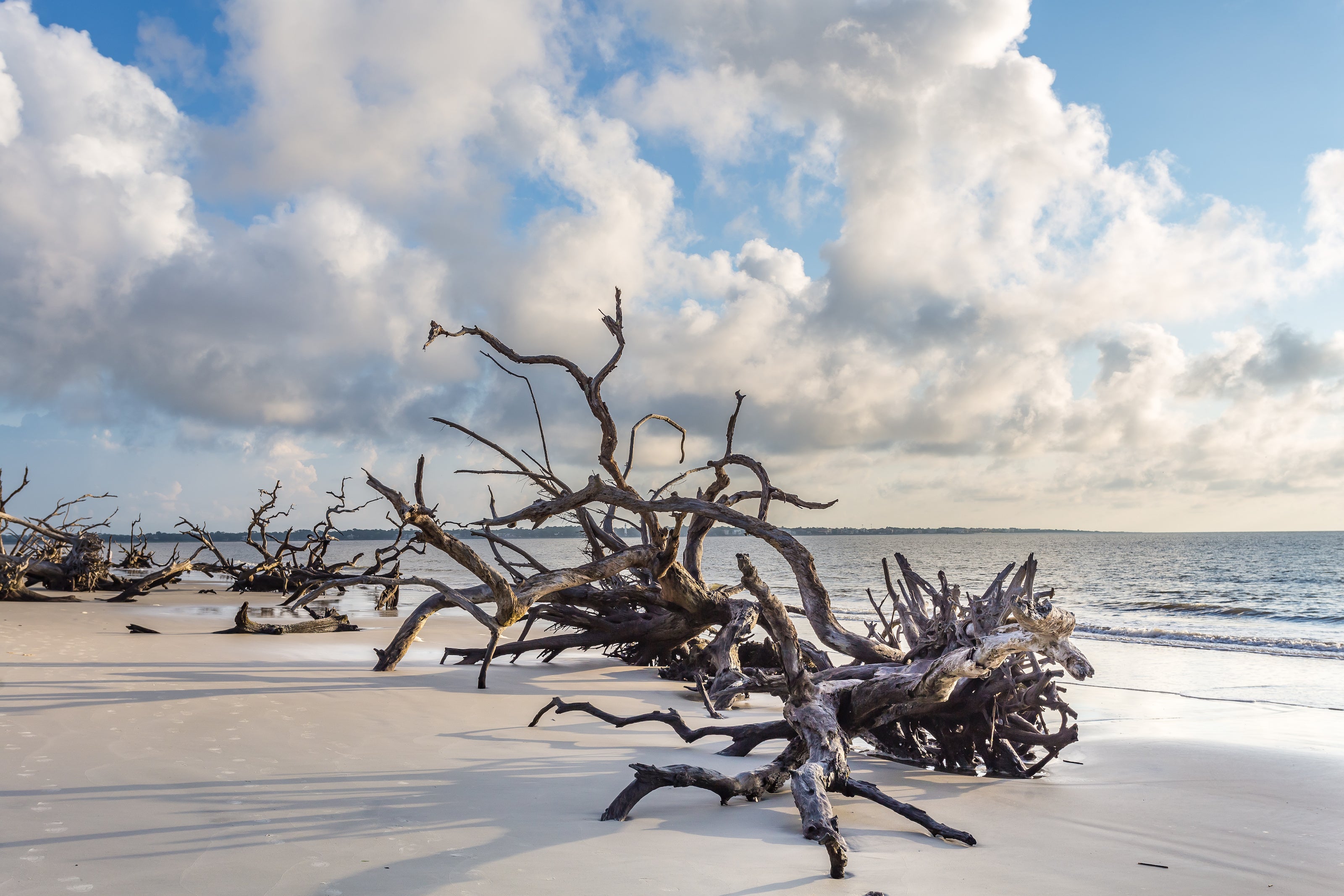 Fragrance No. 79 Driftwood Background